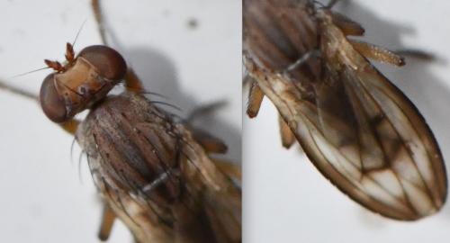 Opomyza germinationis